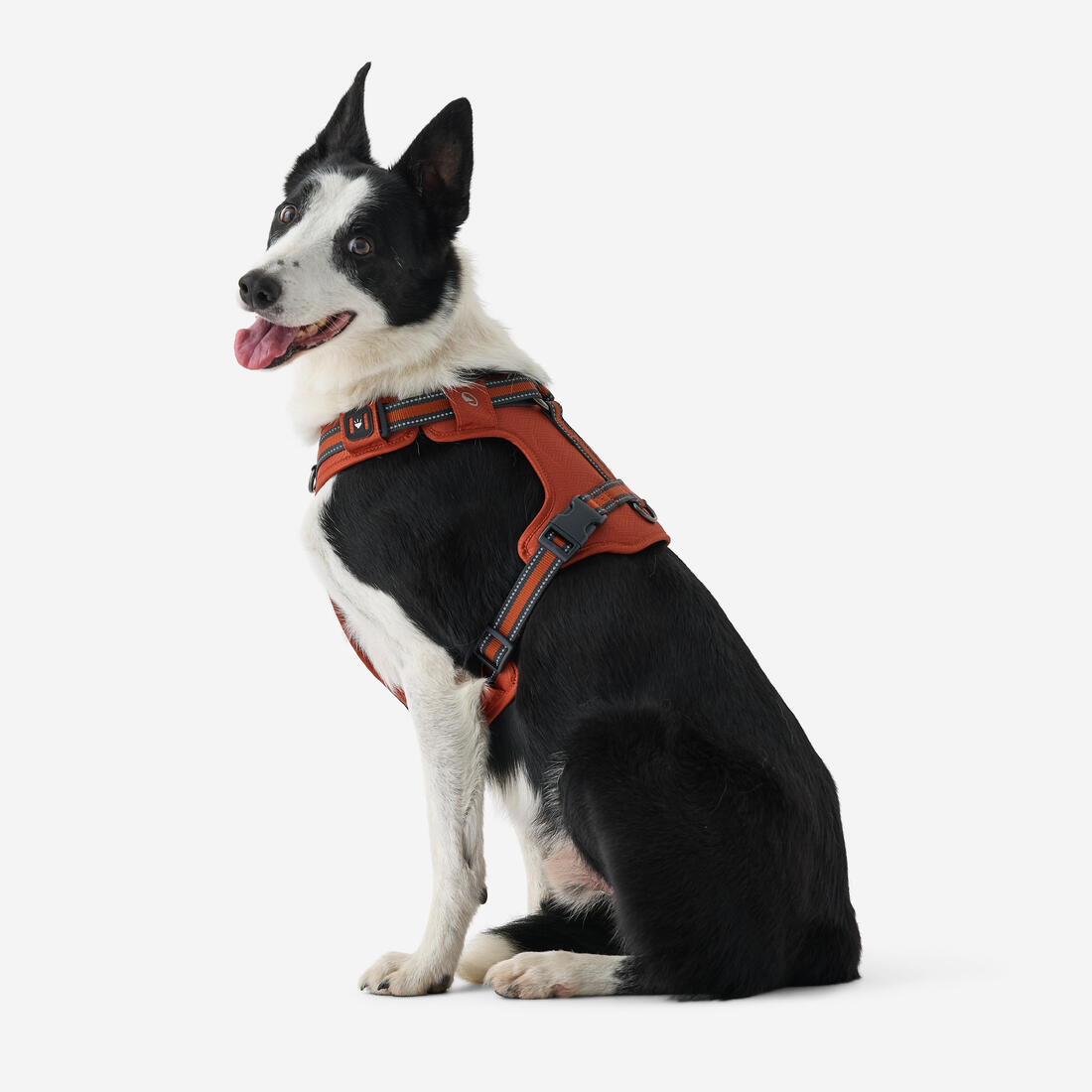 Harnais chien outdoor 500