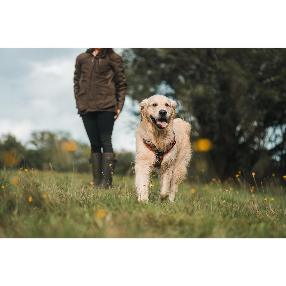 Harnais chien outdoor 500