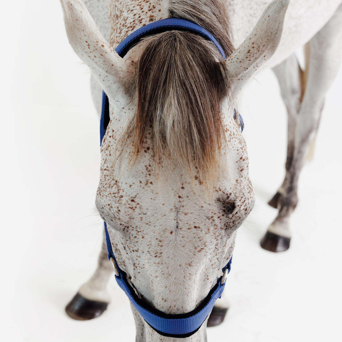 Licol équitation nubuck cheval