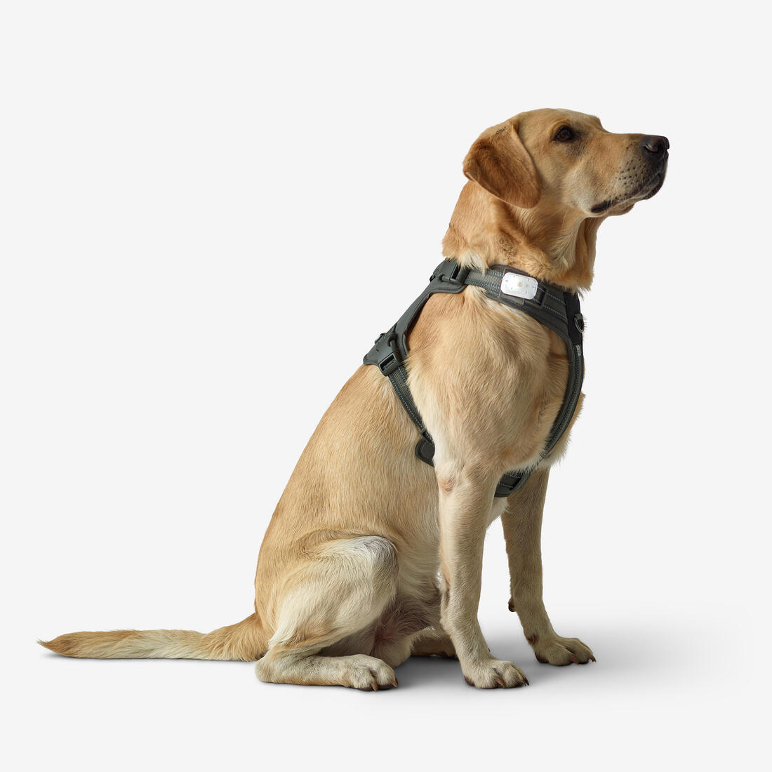 Harnais chien outdoor 500