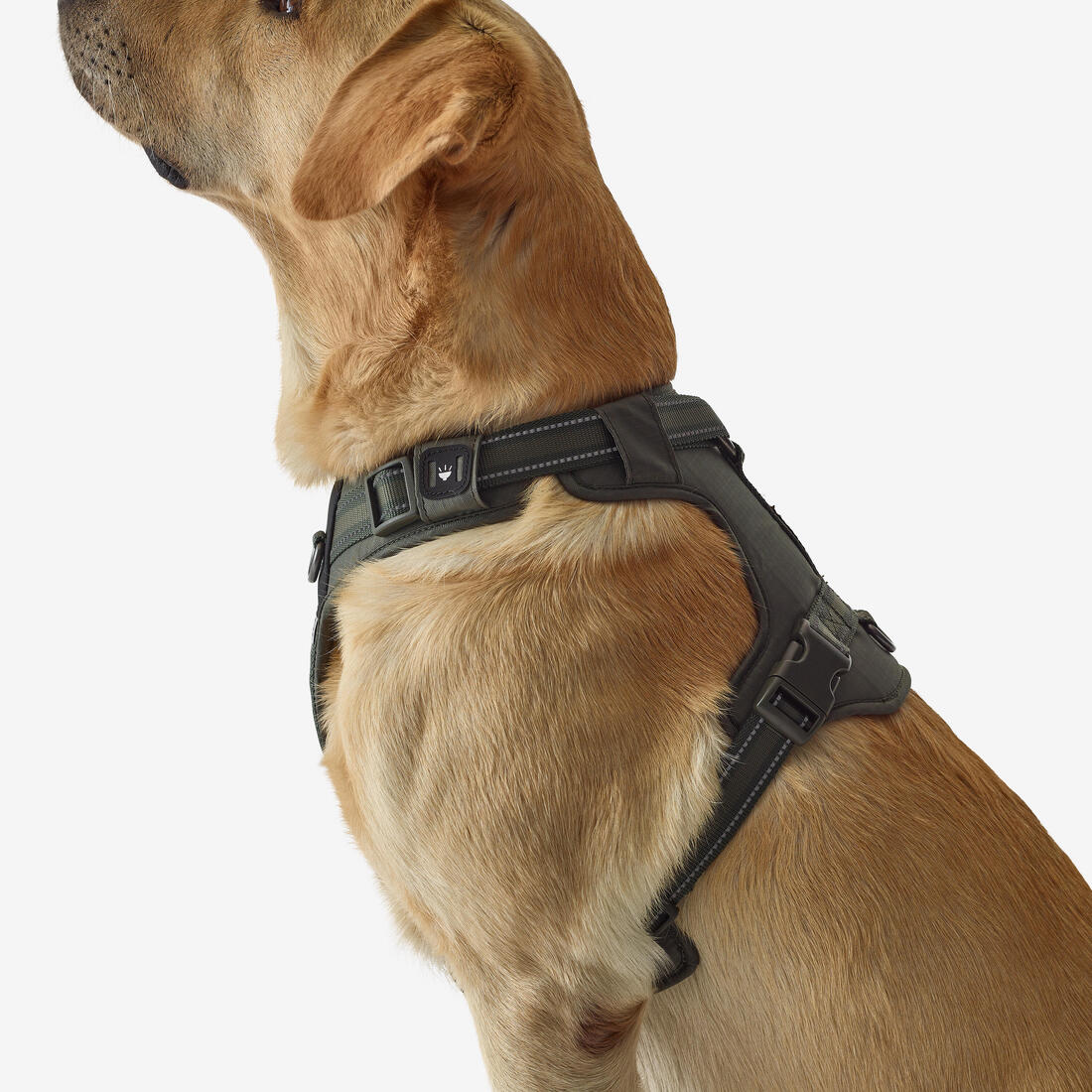 Harnais chien outdoor 500