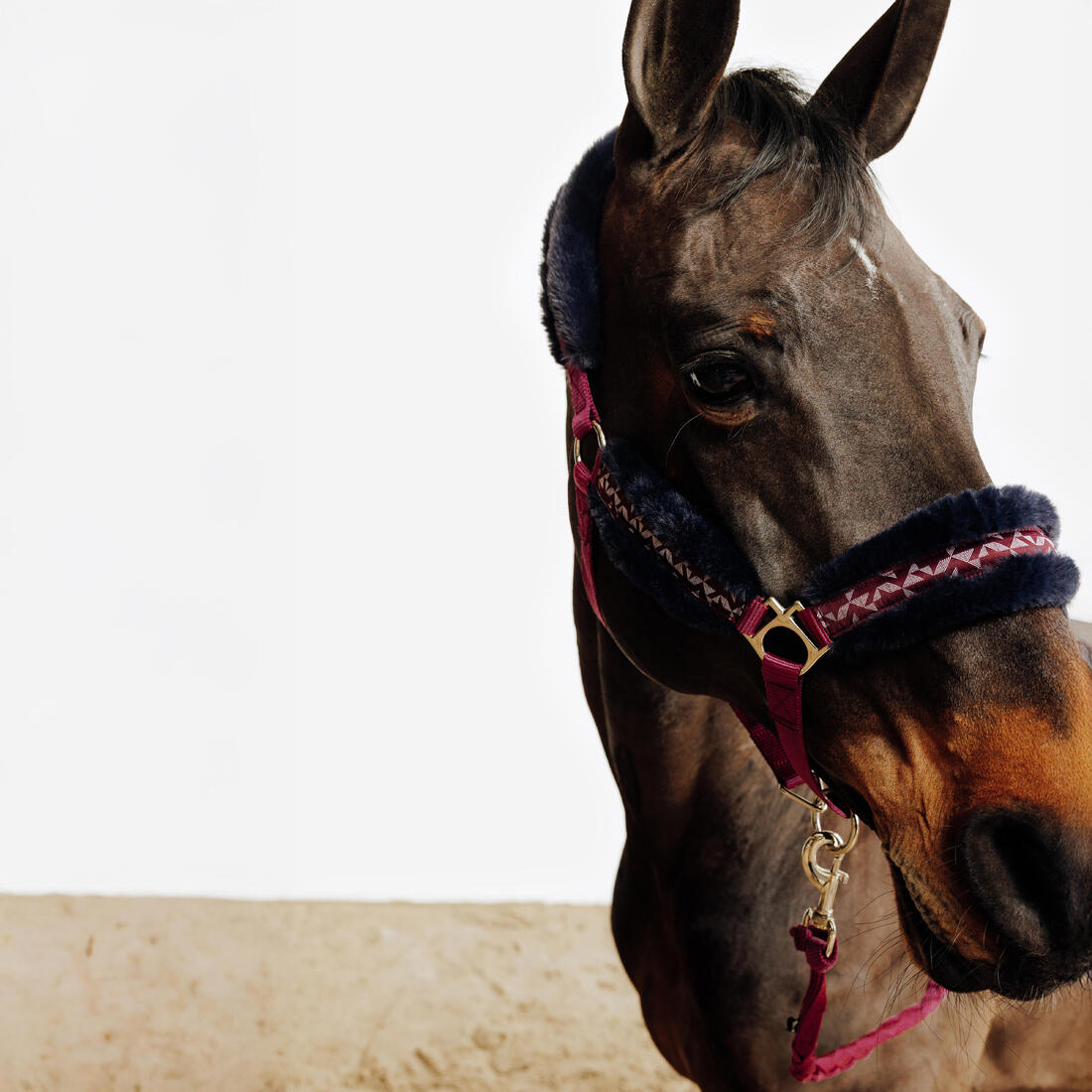 Kit licol et longe équitation Cheval et Poney - Confort rose et