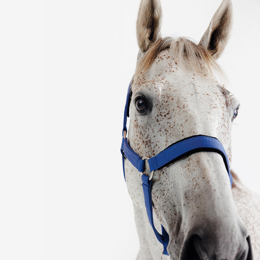 Licol équitation nubuck cheval