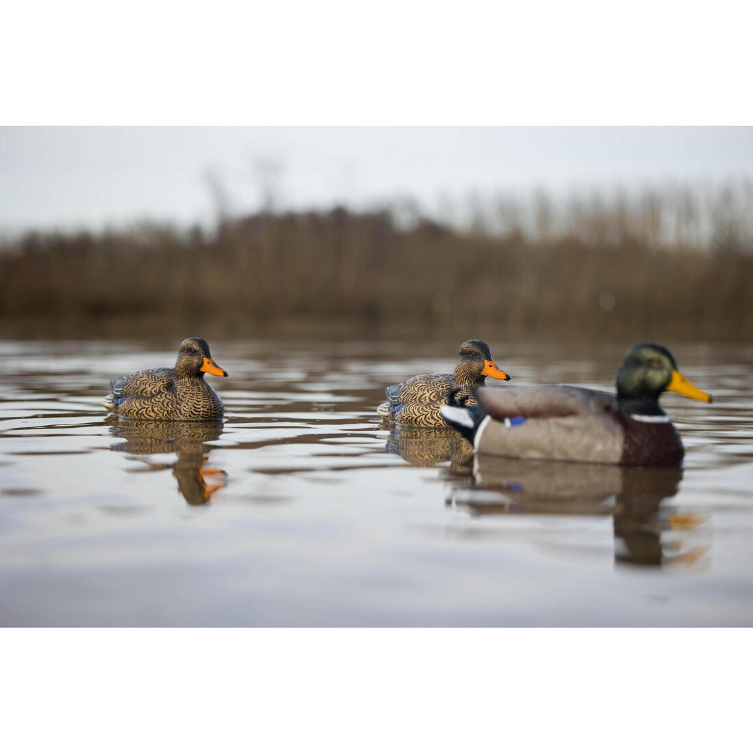 APPELANT COLVERT MALE 500 HD