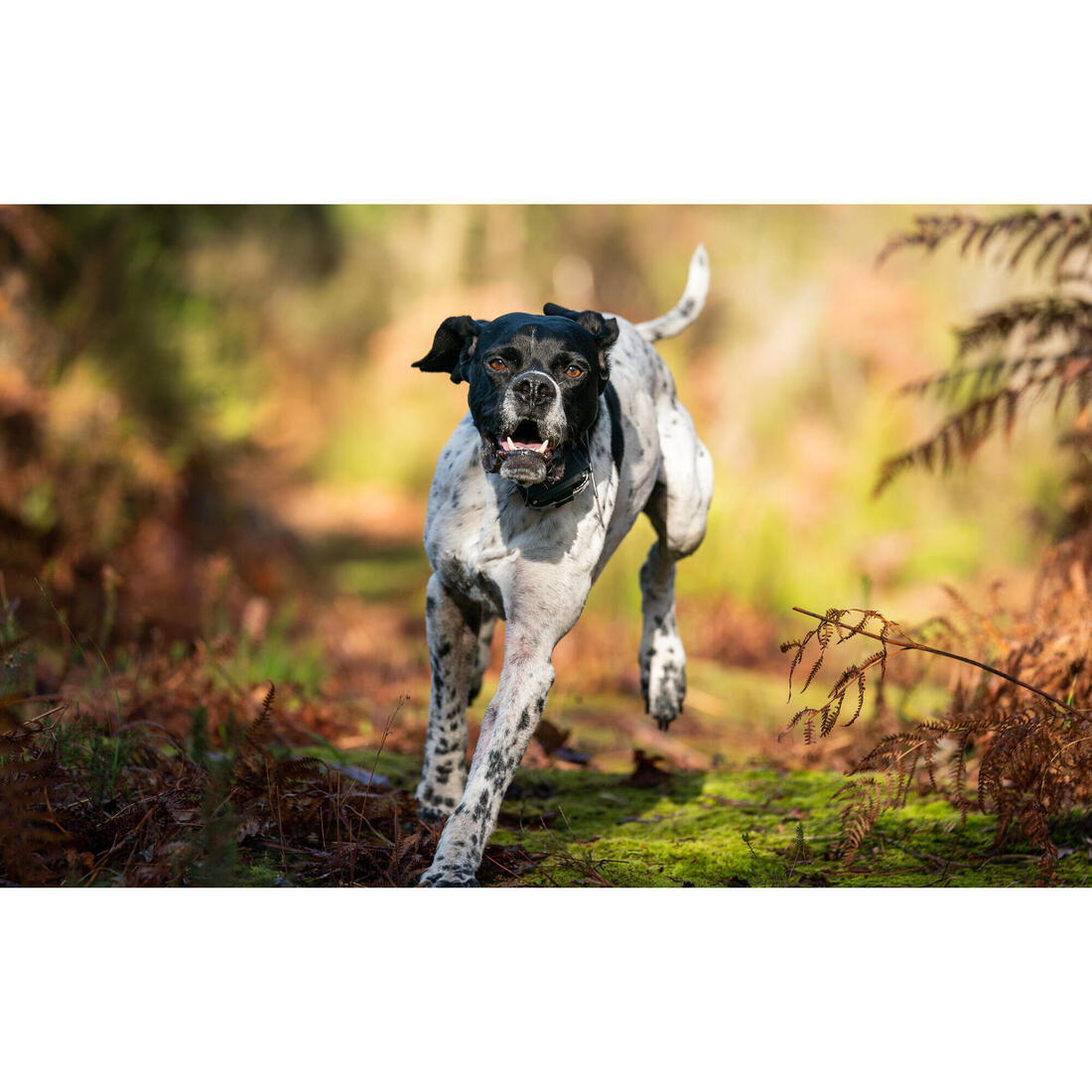 PACK COLLIER + TÉLÉCOMMANDE DE DRESSAGE POUR CHIEN NUM'AXES CANICOM 1500