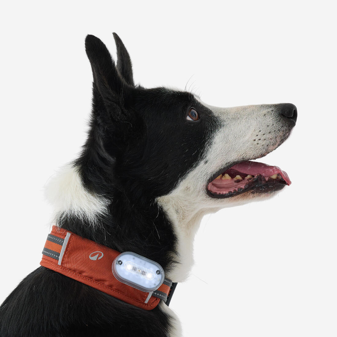 COLLIER CHIEN OUTDOOR 500