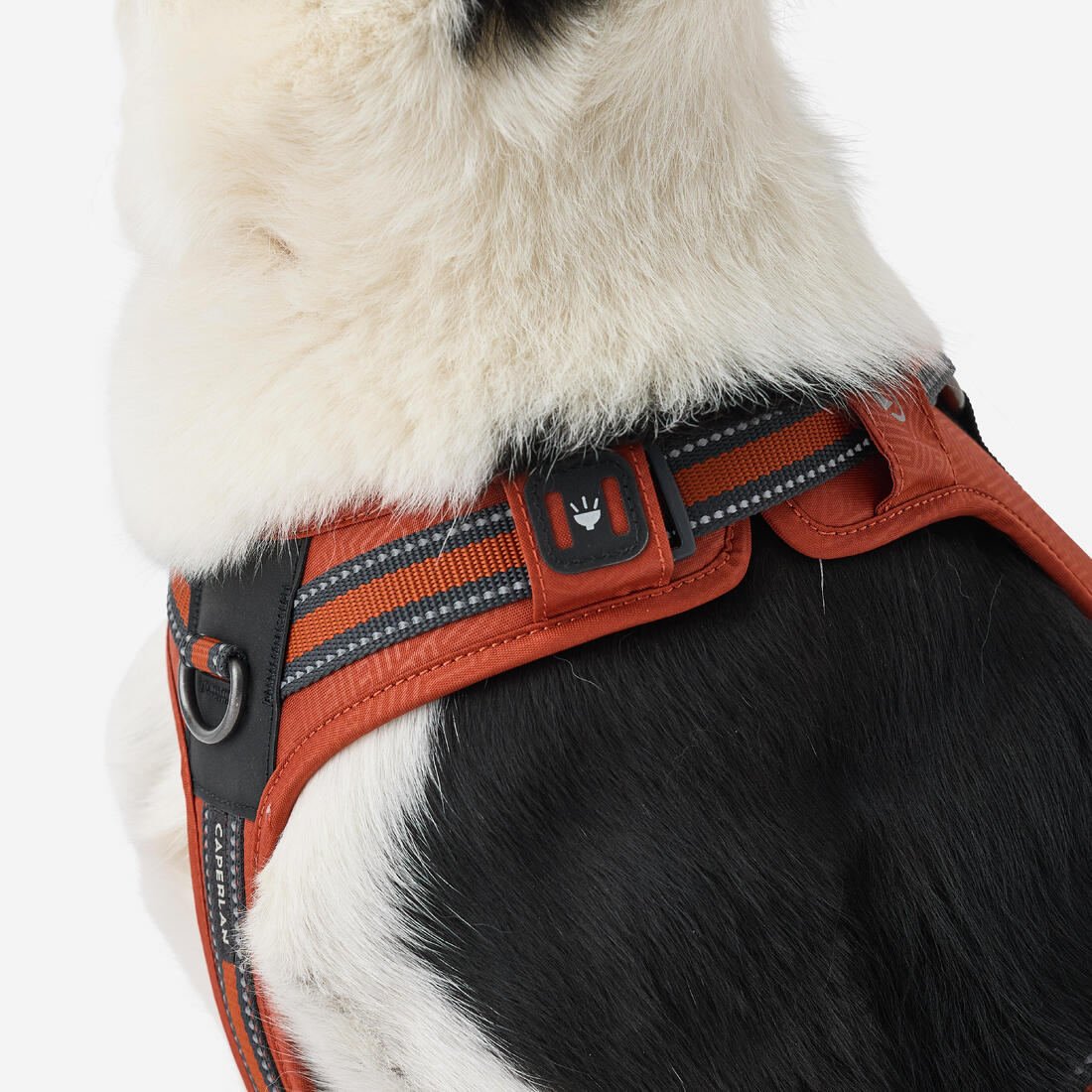 Harnais chien outdoor 500