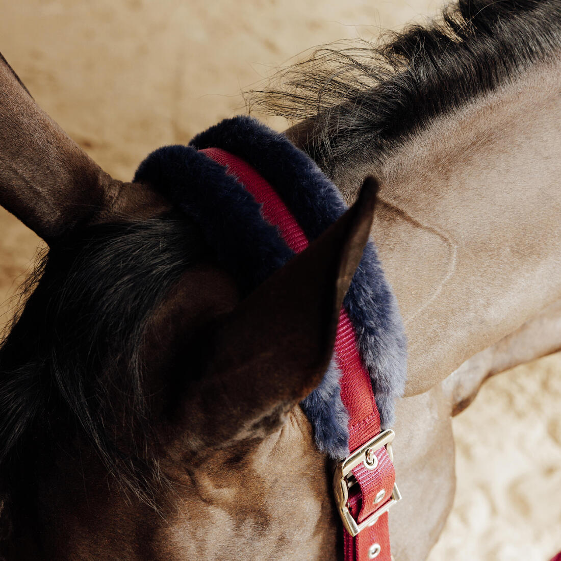 Kit licol et longe équitation Cheval et Poney - Confort rose et