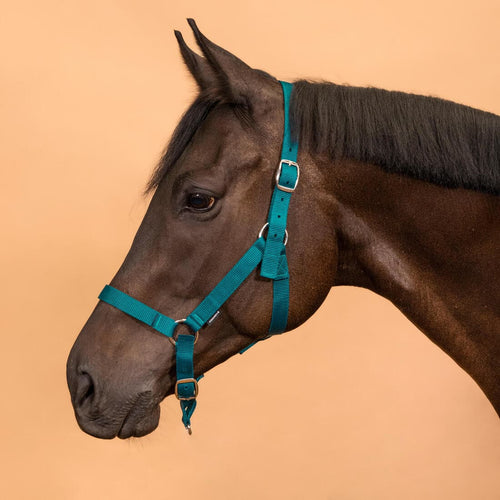 





Licol équitation Cheval et poney - Schooling framboise