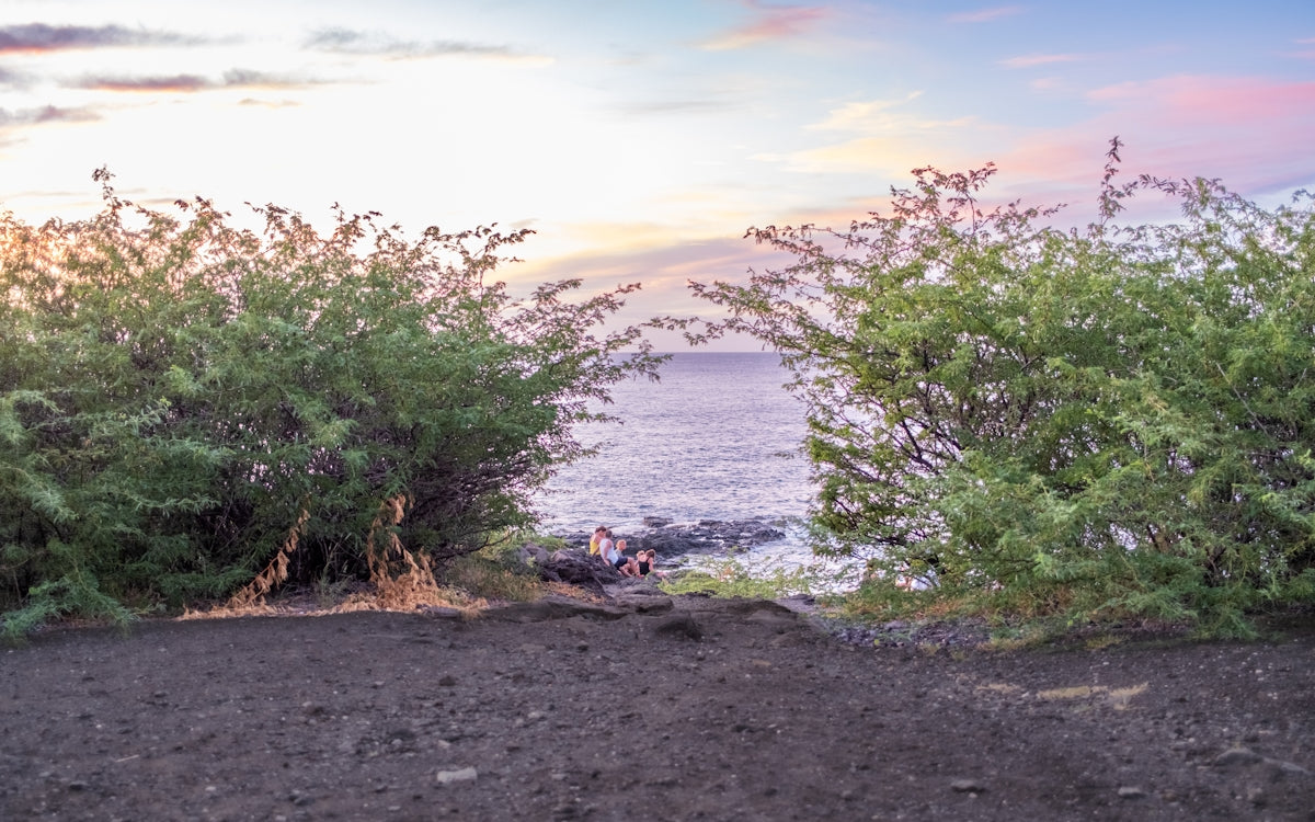 Ocean view through green bushes at sunset