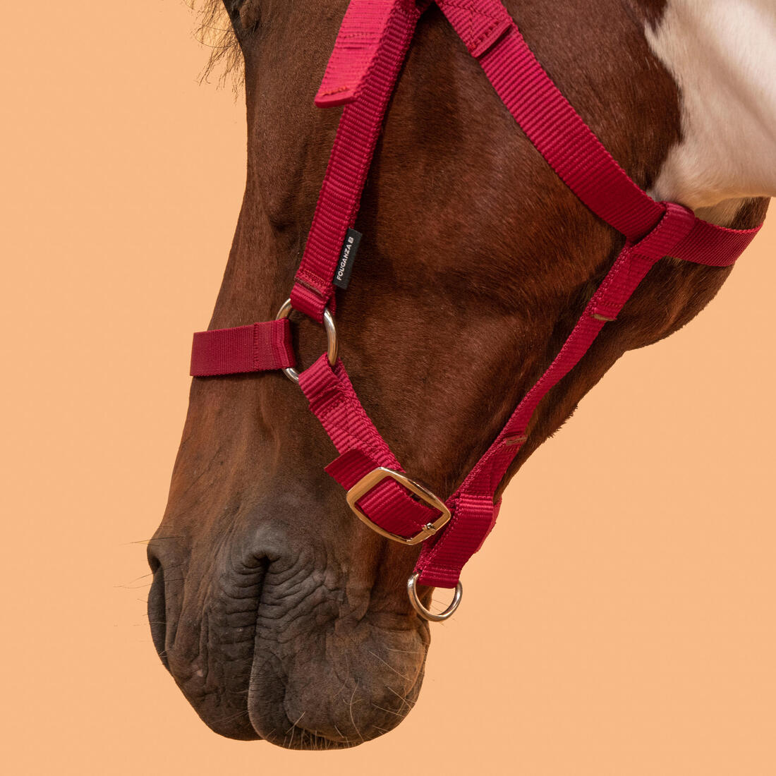 Licol équitation Cheval et poney - Schooling framboise