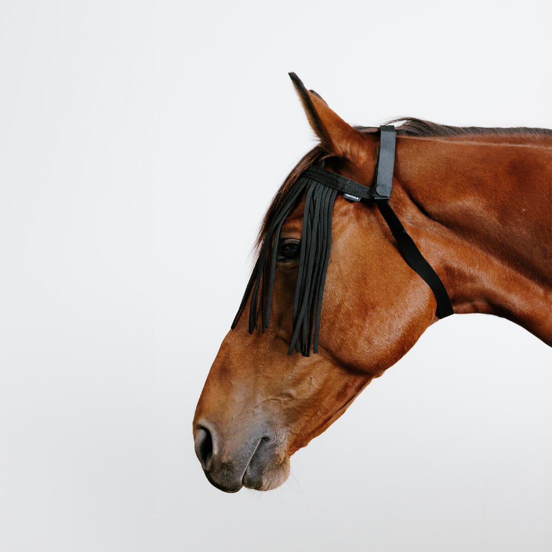 Frontal anti-mouche de pré équitation Cheval et Poney - noir