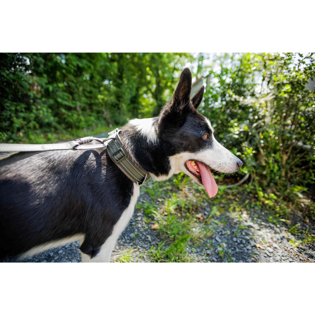 COLLIER CHIEN OUTDOOR 500