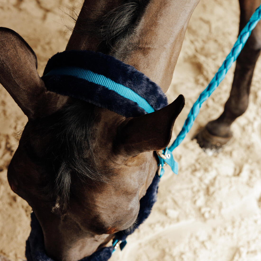 Kit licol et longe équitation Cheval et Poney - Confort rose et