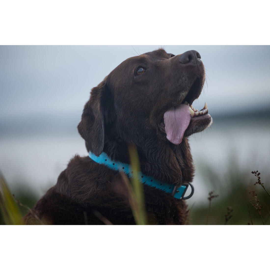 Collier chien Jaune fluo 500