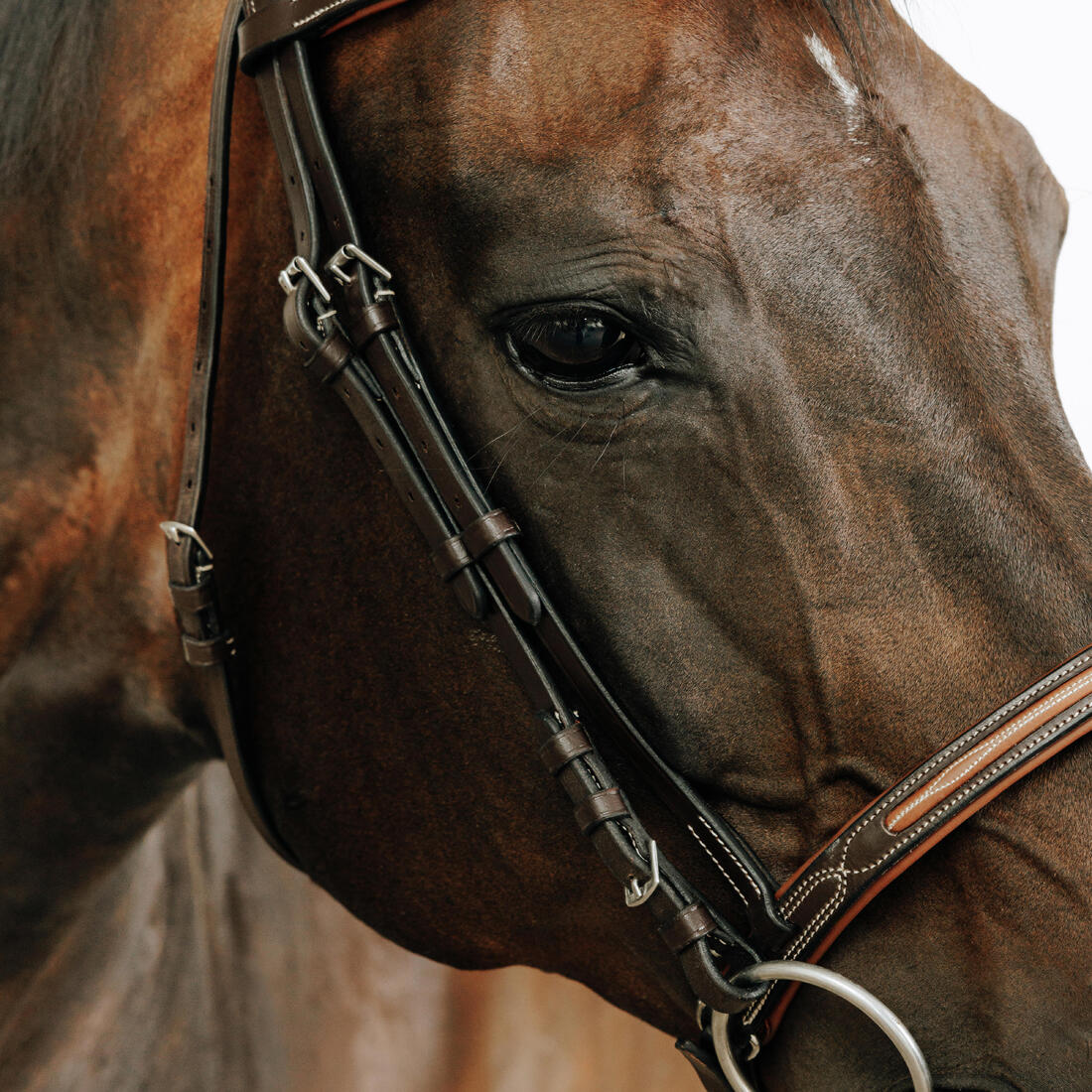 Filet équitation cuir muserolle française surpiqué cheval et poney - 580