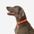 orange neon fluo