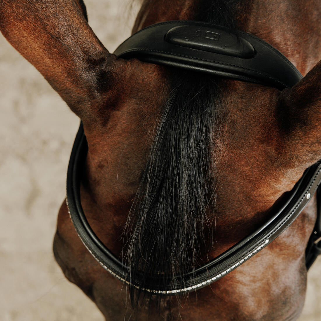 Filet équitation cuir muserolle française strass cheval et poney - 580
