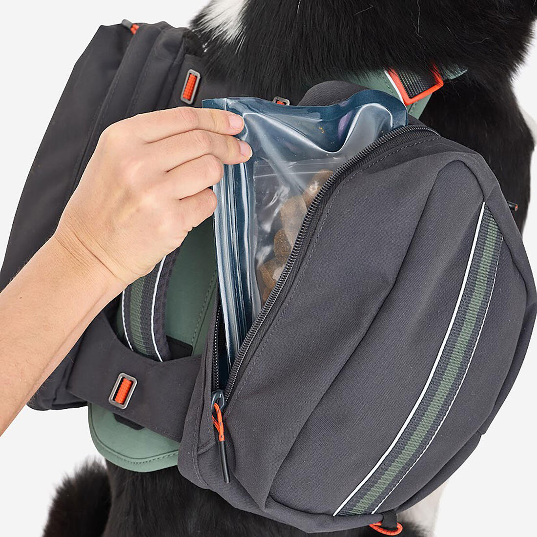 Harnais de randonnée avec sac à dos pour chien