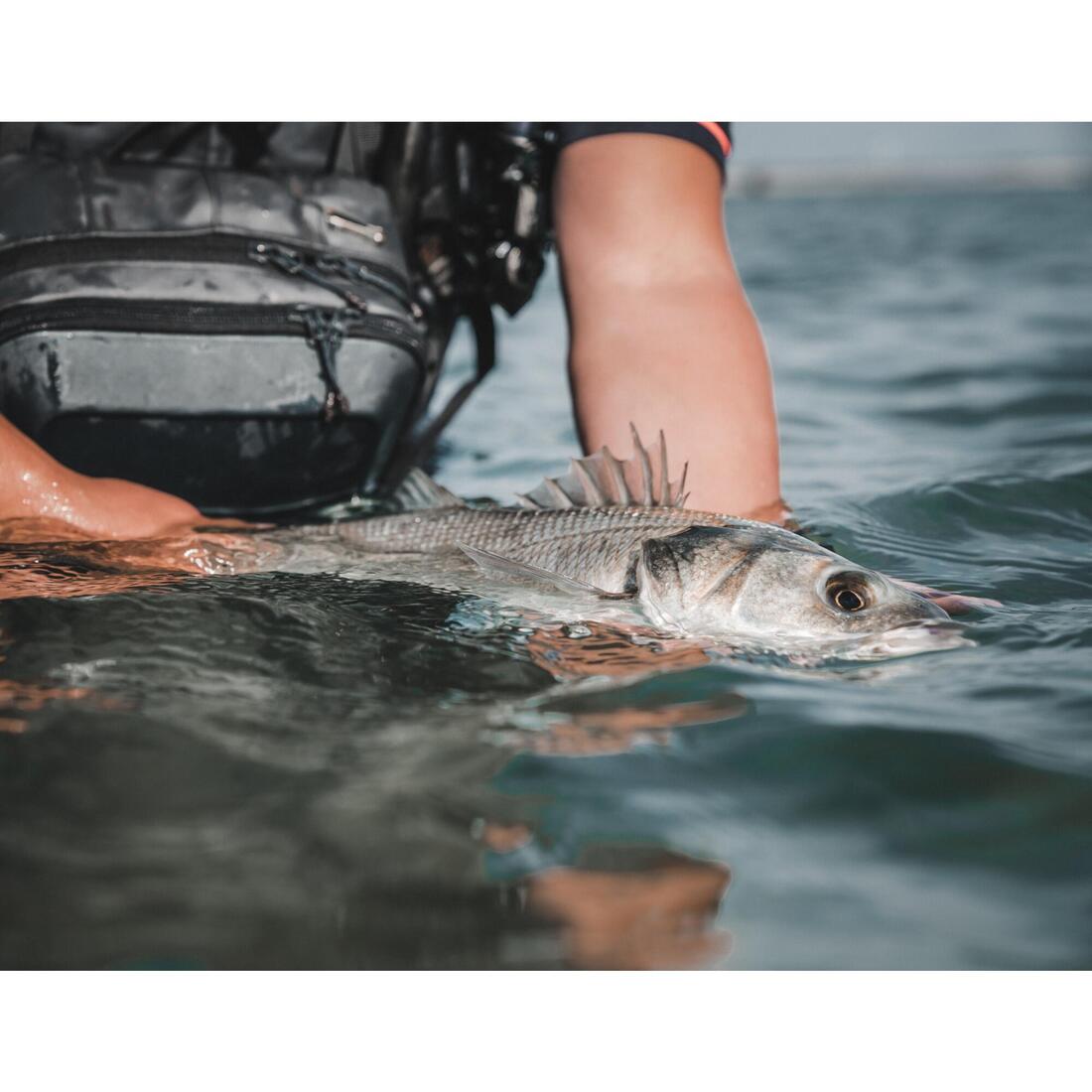 Poisson nageur Saxton 110F au leurre en mer