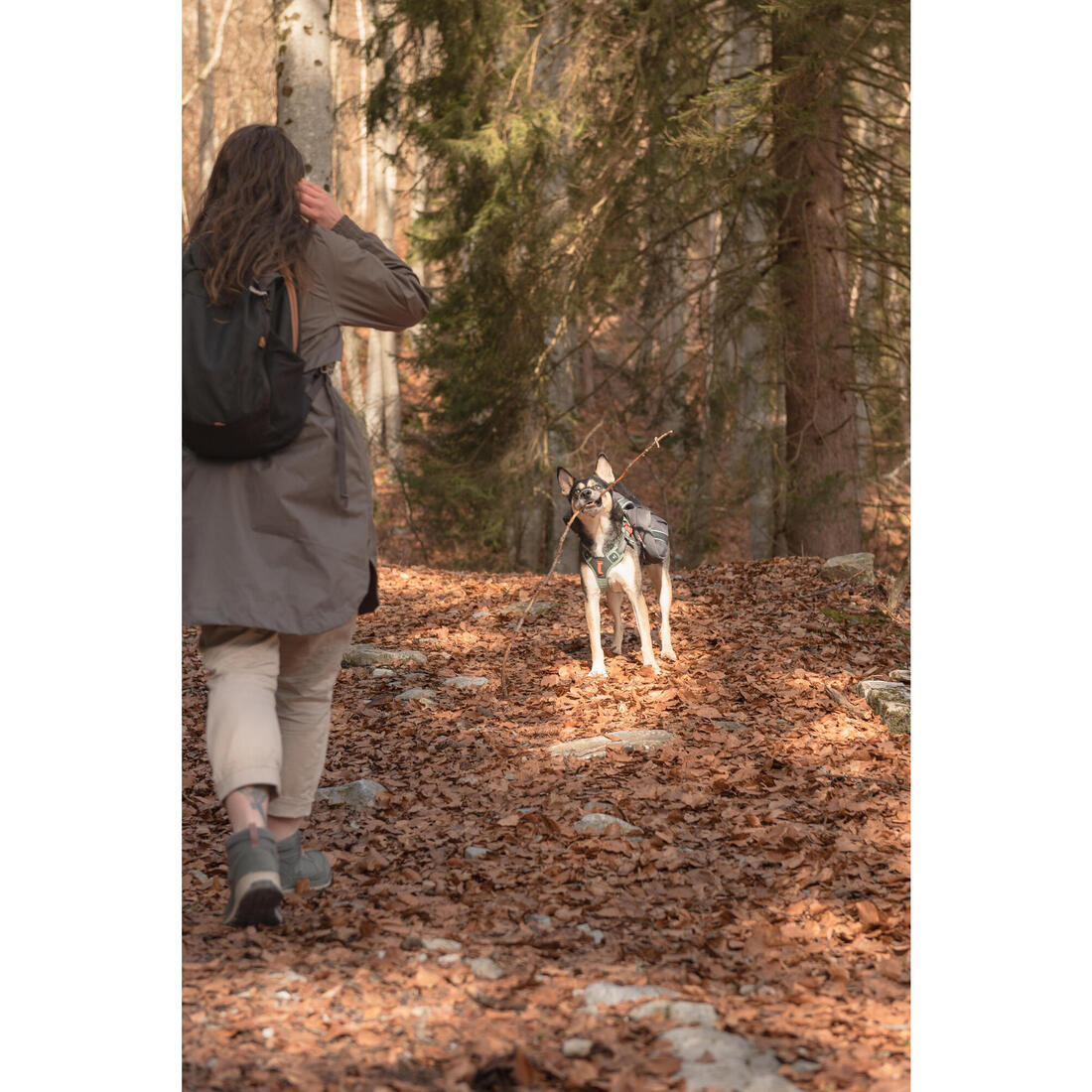 Harnais de randonnée avec sac à dos pour chien