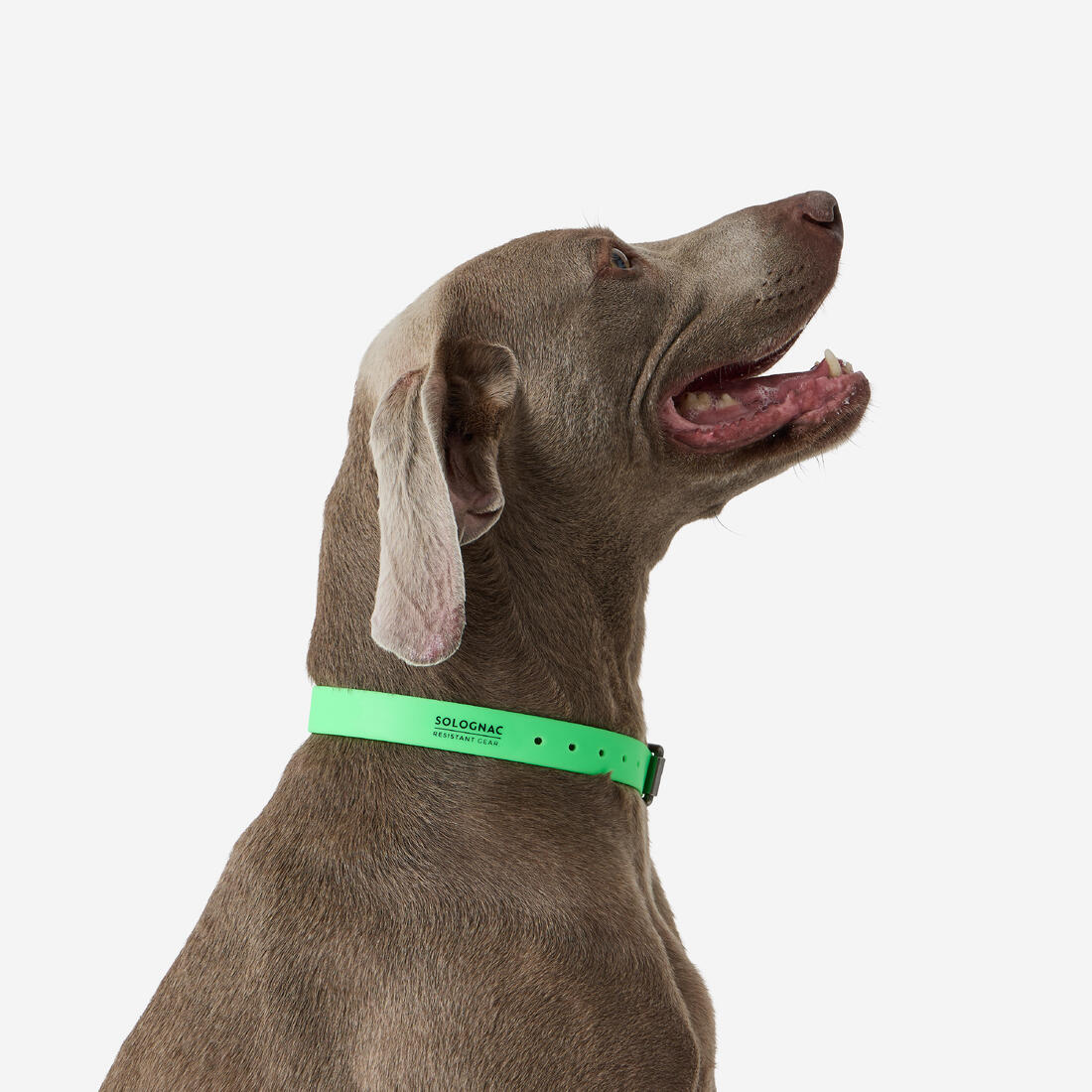 Collier pour chien 500