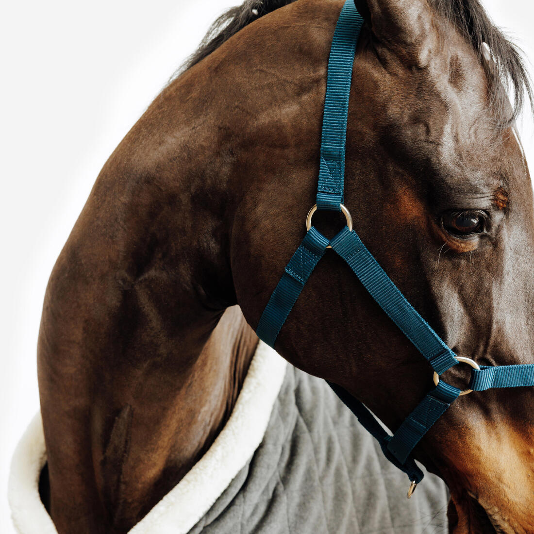 Licol équitation cheval et poney  SCHOOLING