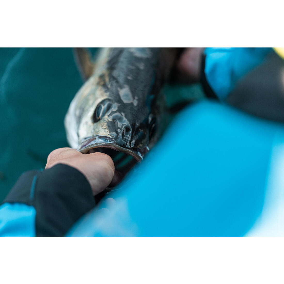 COMBO leurres souples shad lançon EELO 200 48gr FLUO