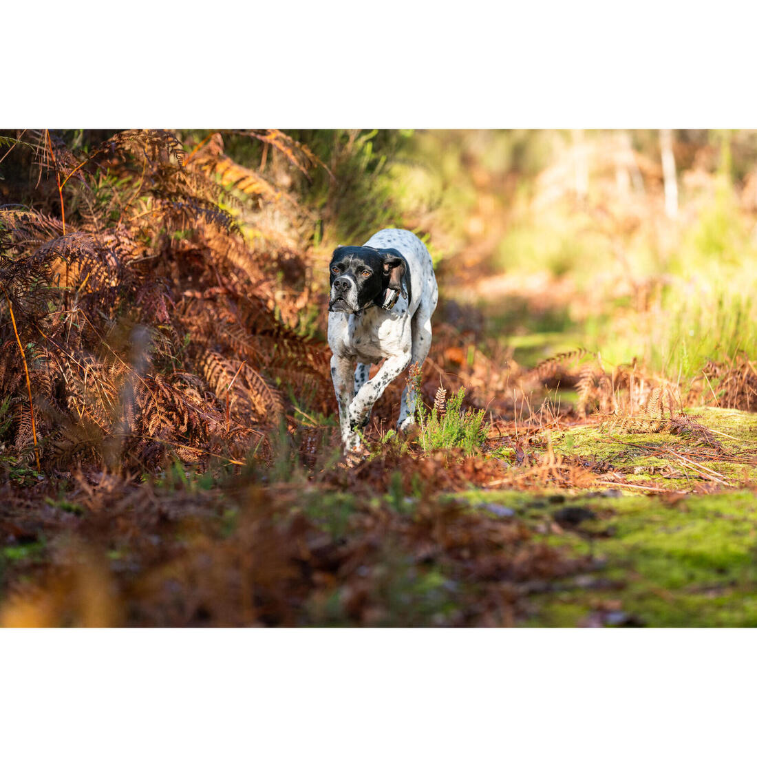 PACK COLLIER + TÉLÉCOMMANDE DE DRESSAGE POUR CHIEN NUM'AXES CANICOM 1500