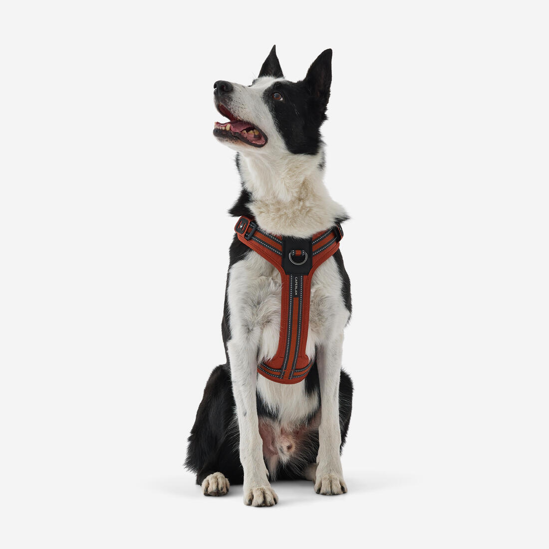 Harnais chien outdoor 500