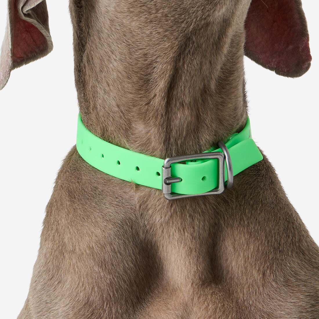 Collier pour chien 500