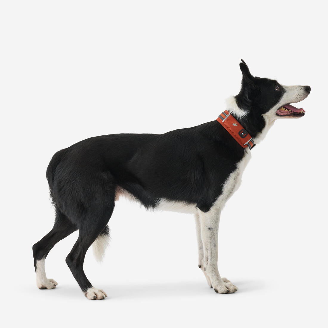 COLLIER CHIEN OUTDOOR 500