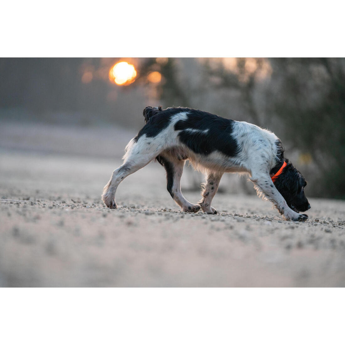 Collier chien Jaune fluo 500