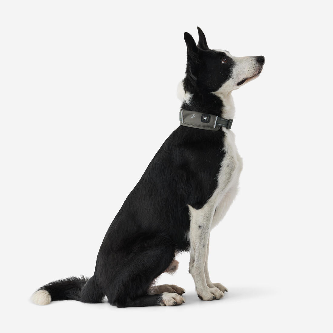COLLIER CHIEN OUTDOOR 500