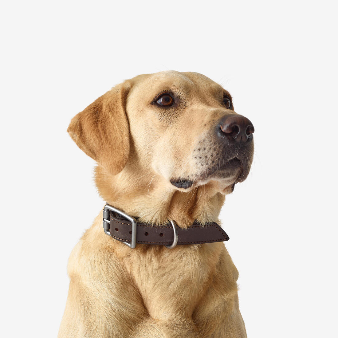 Laisse chien  cuir 900