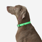 vert néon fluo