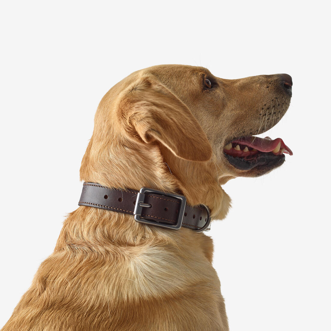 Laisse chien  cuir 900