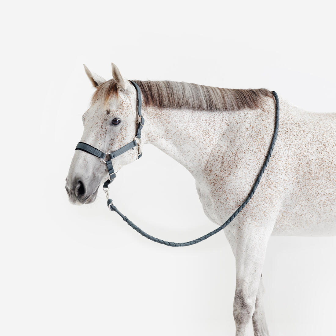 Kit licol et longe cheval en nubuck