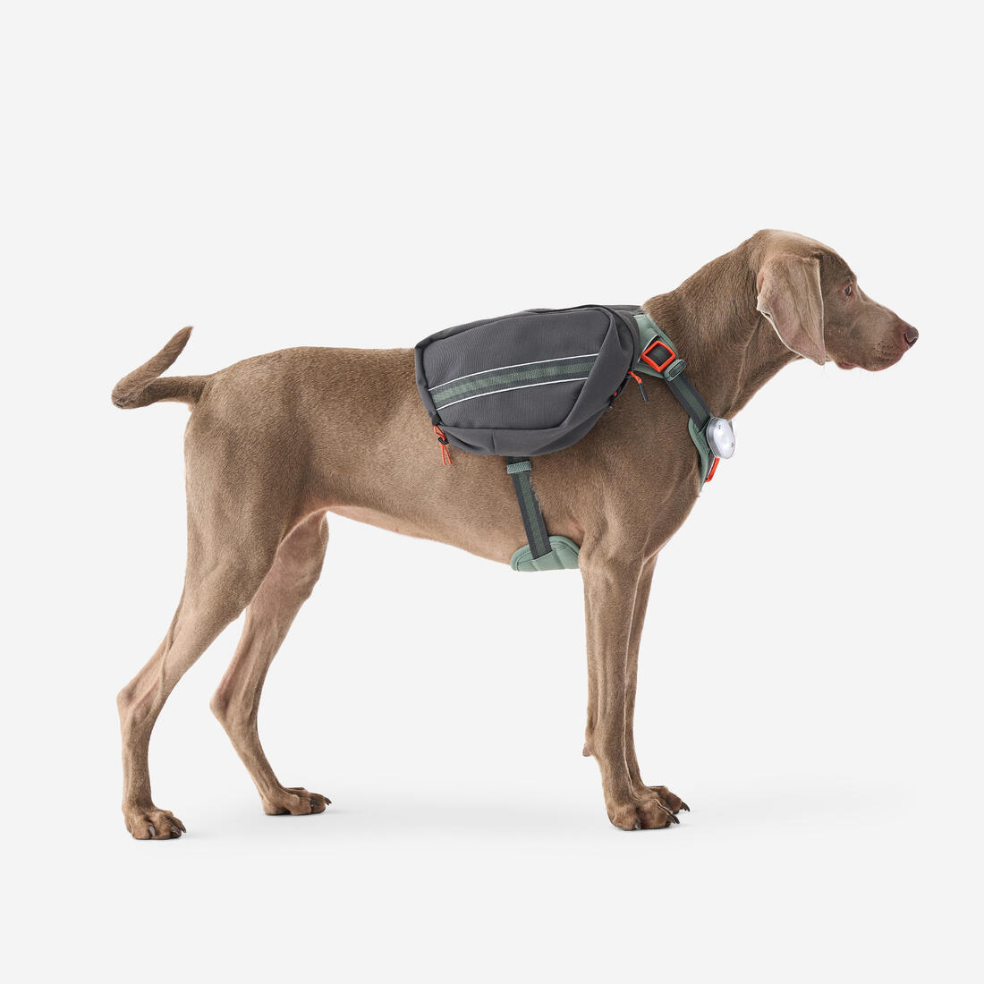 Harnais de randonnée avec sac à dos pour chien