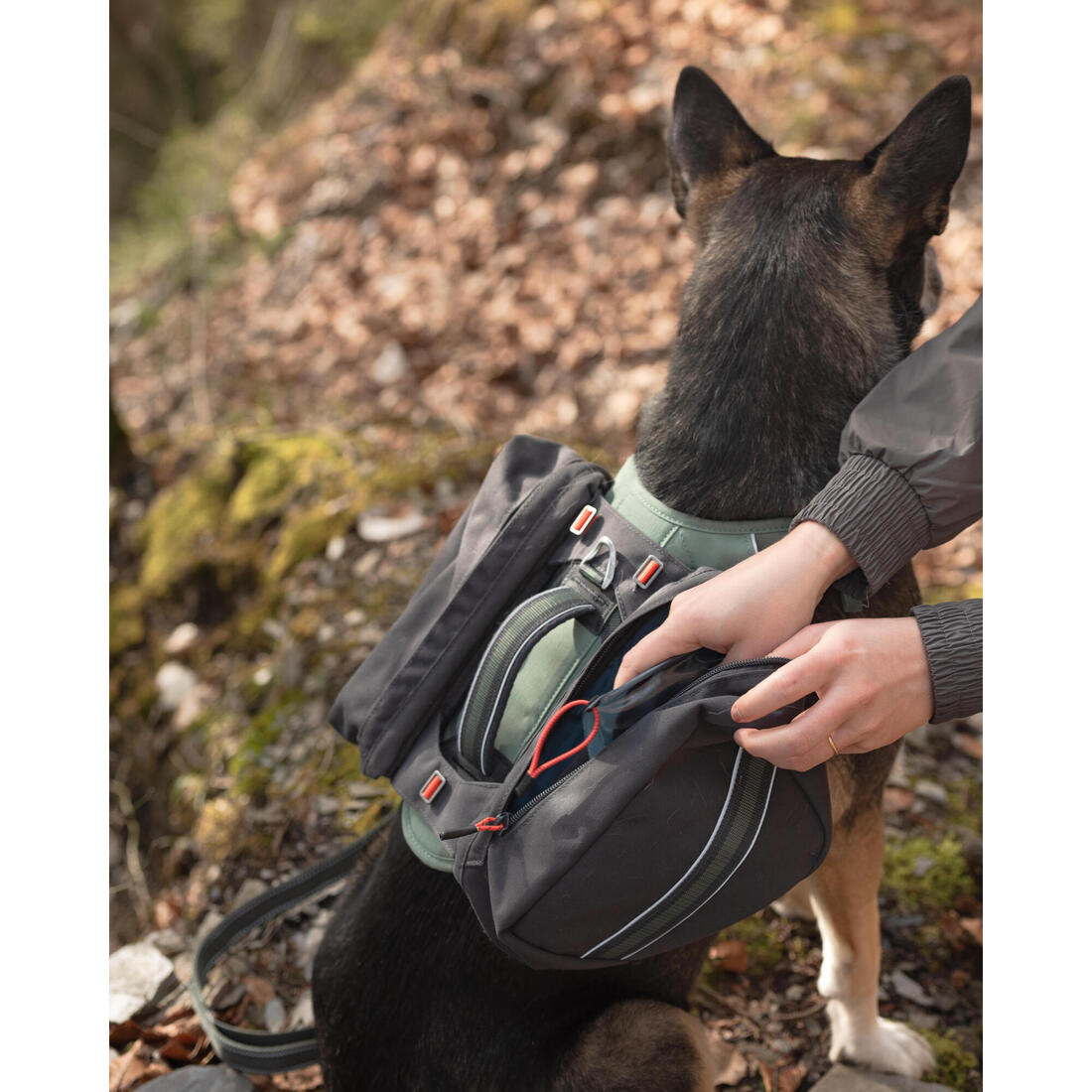 Harnais de randonnée avec sac à dos pour chien
