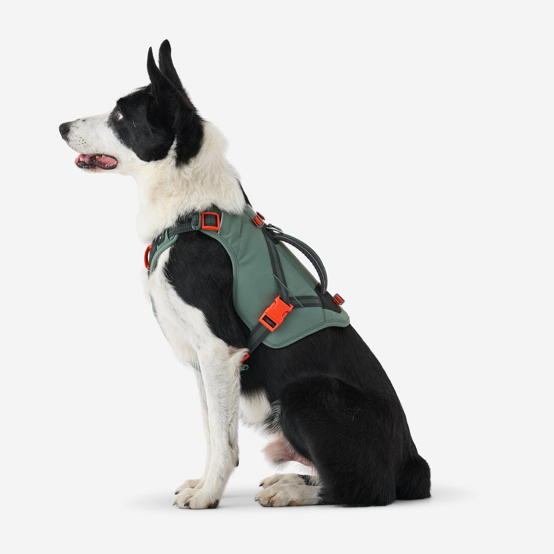 Harnais de randonnée avec sac à dos pour chien