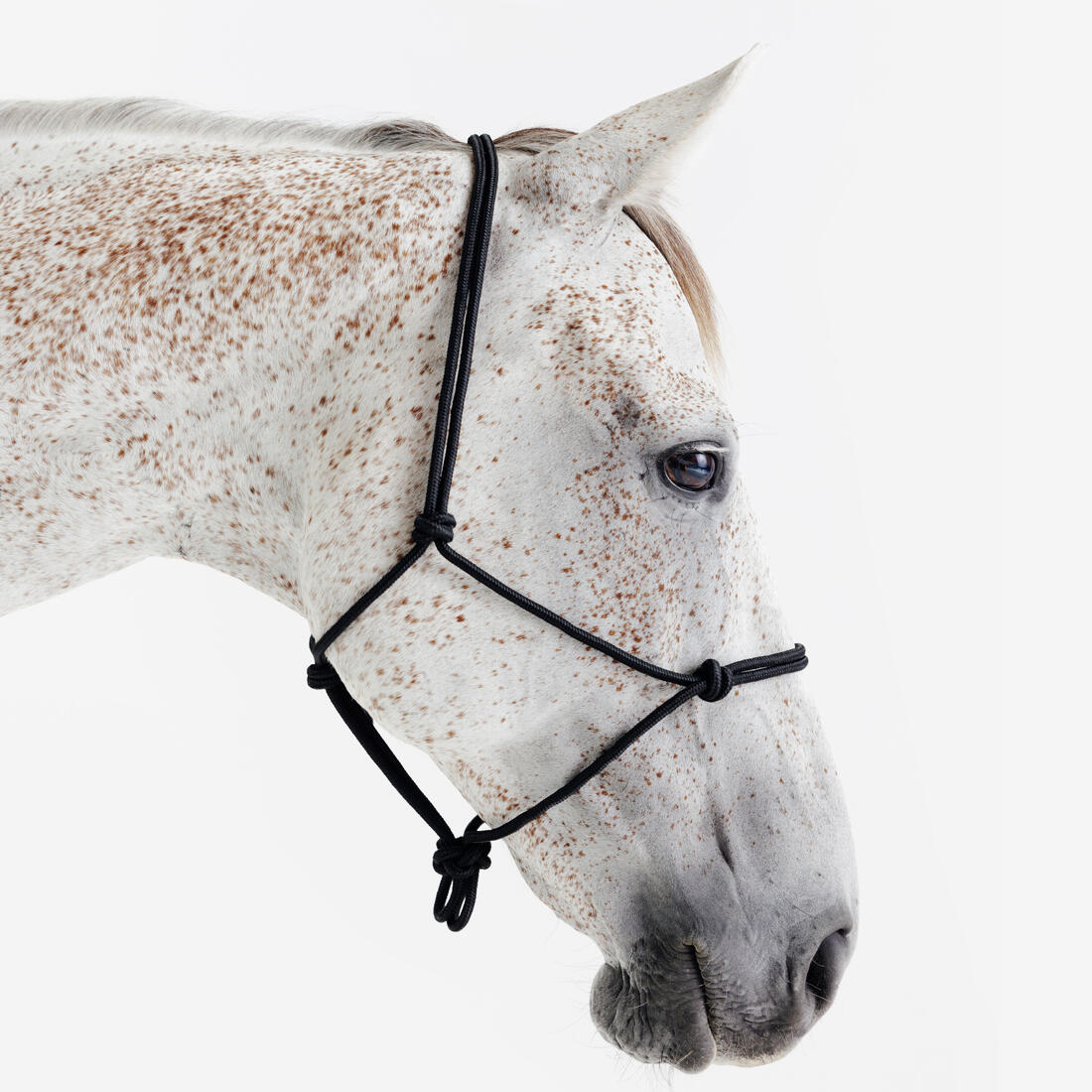 Licol équitation éthologique cheval et poney - noir
