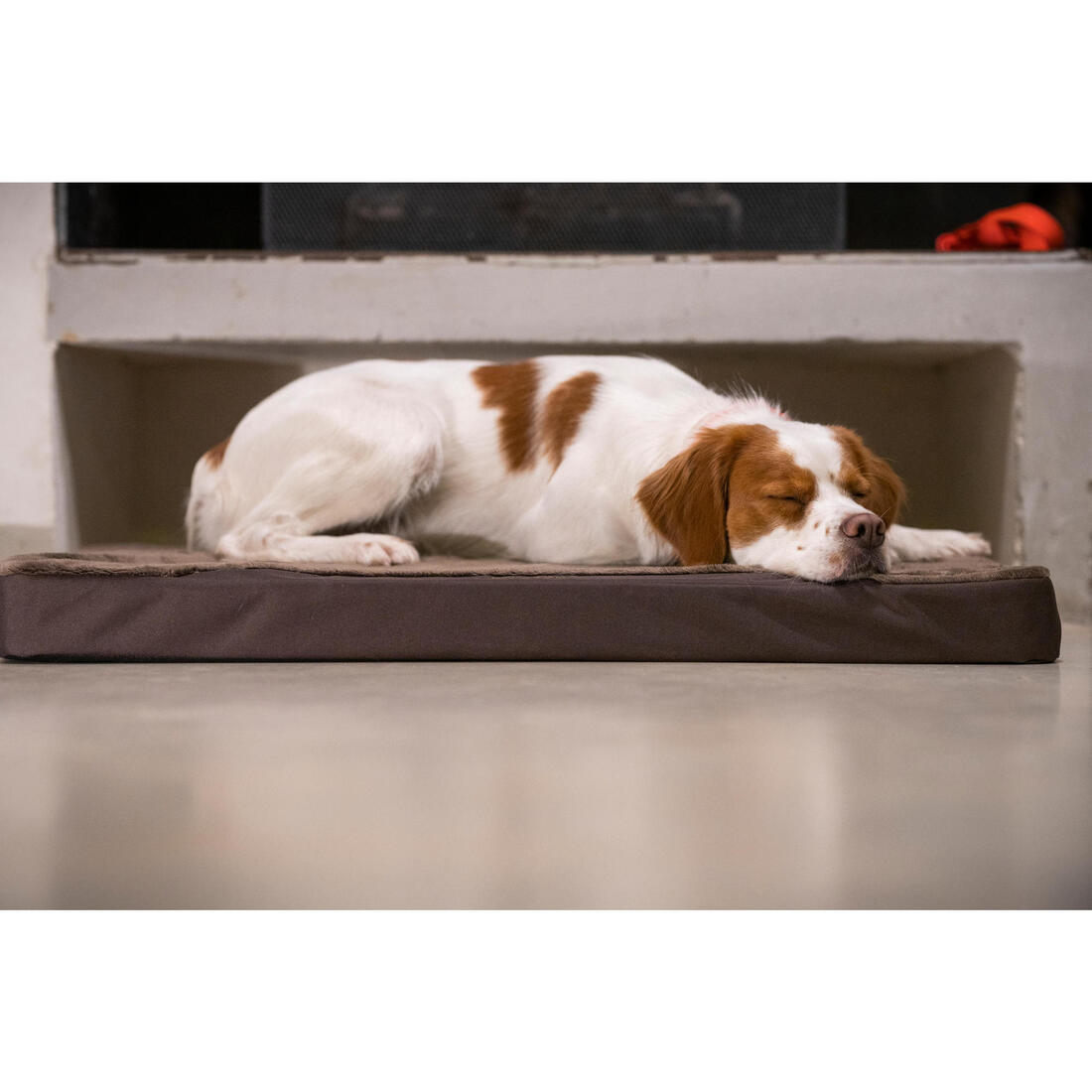 Tapis Chien épaisseur 6cm  marron 900