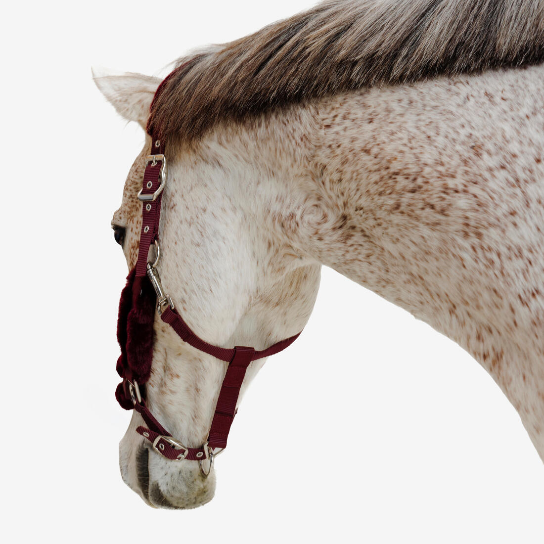 Licol équitation Poney - Confort Bleu noir / Rose cardinal