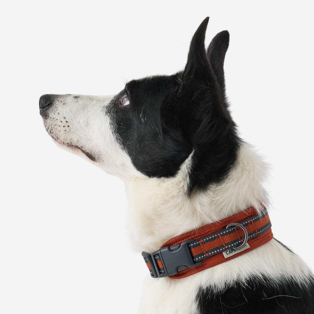 COLLIER CHIEN OUTDOOR 500