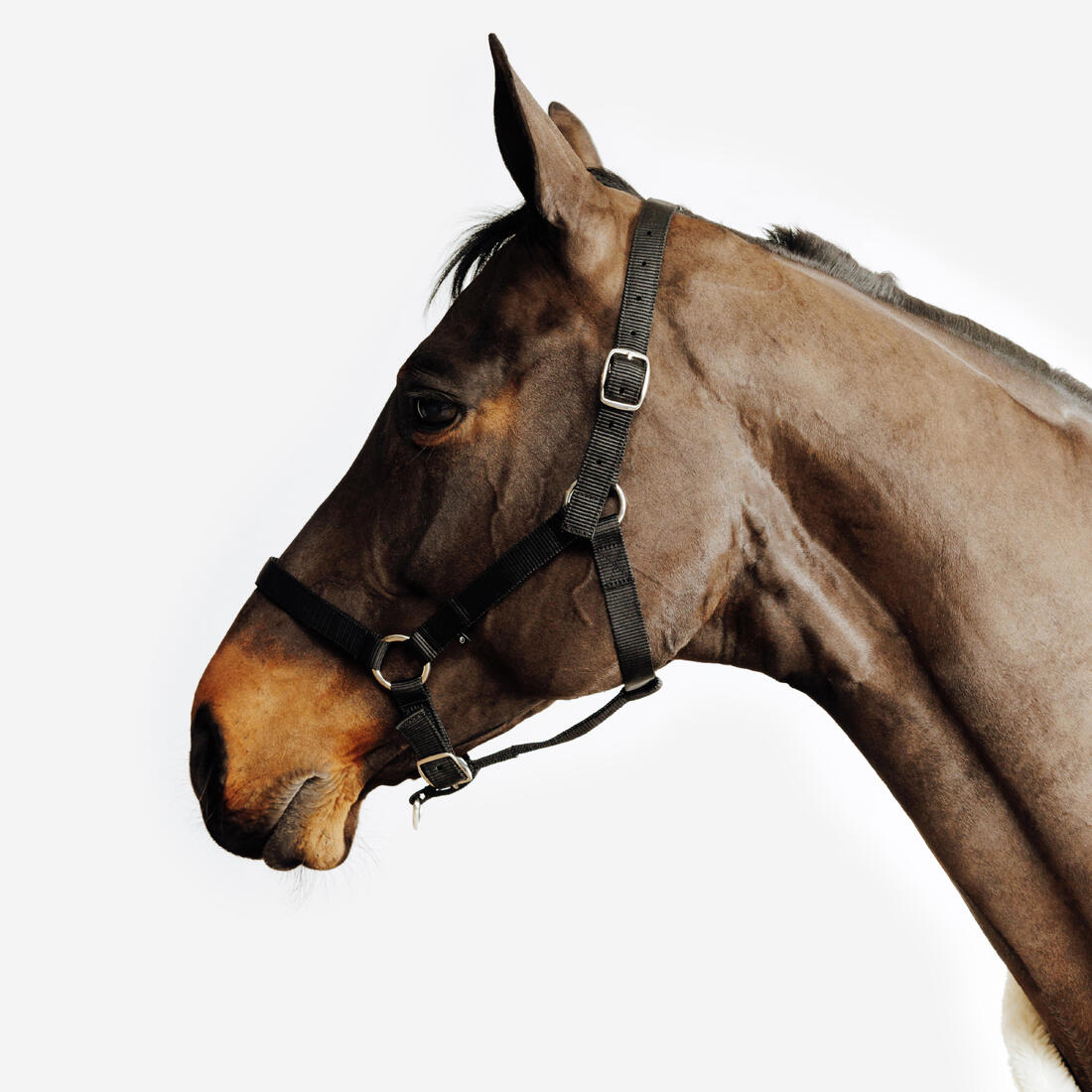Licol équitation cheval et poney  SCHOOLING
