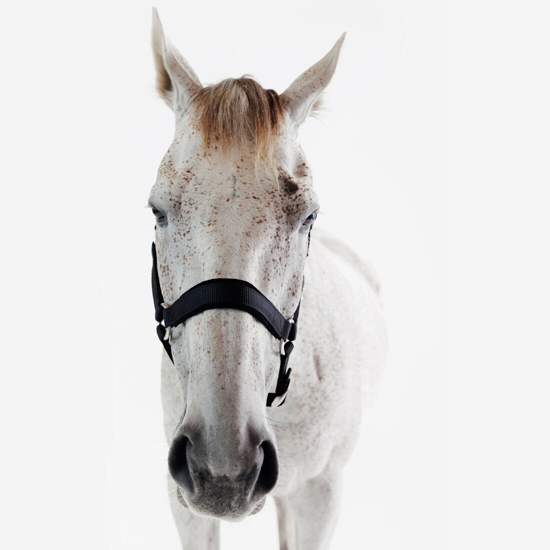 Licol équitation nubuck cheval