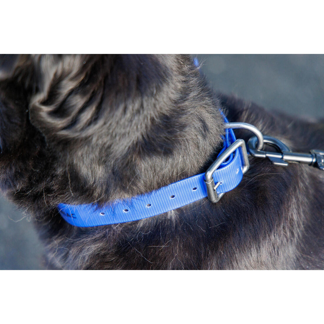 Collier chien Jaune fluo 500