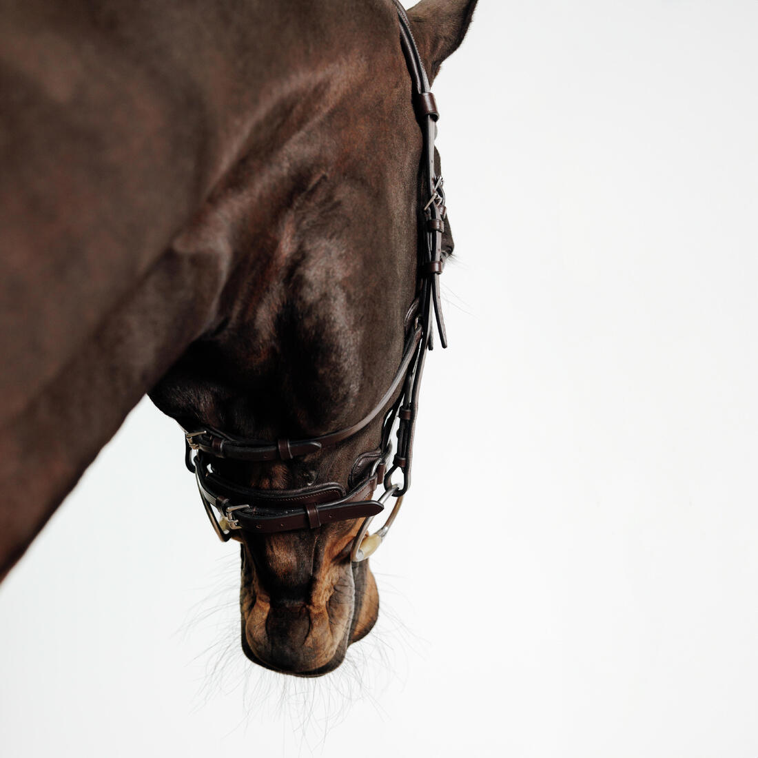 Filet équitation cuir muserolle française Cheval et Poney - 900