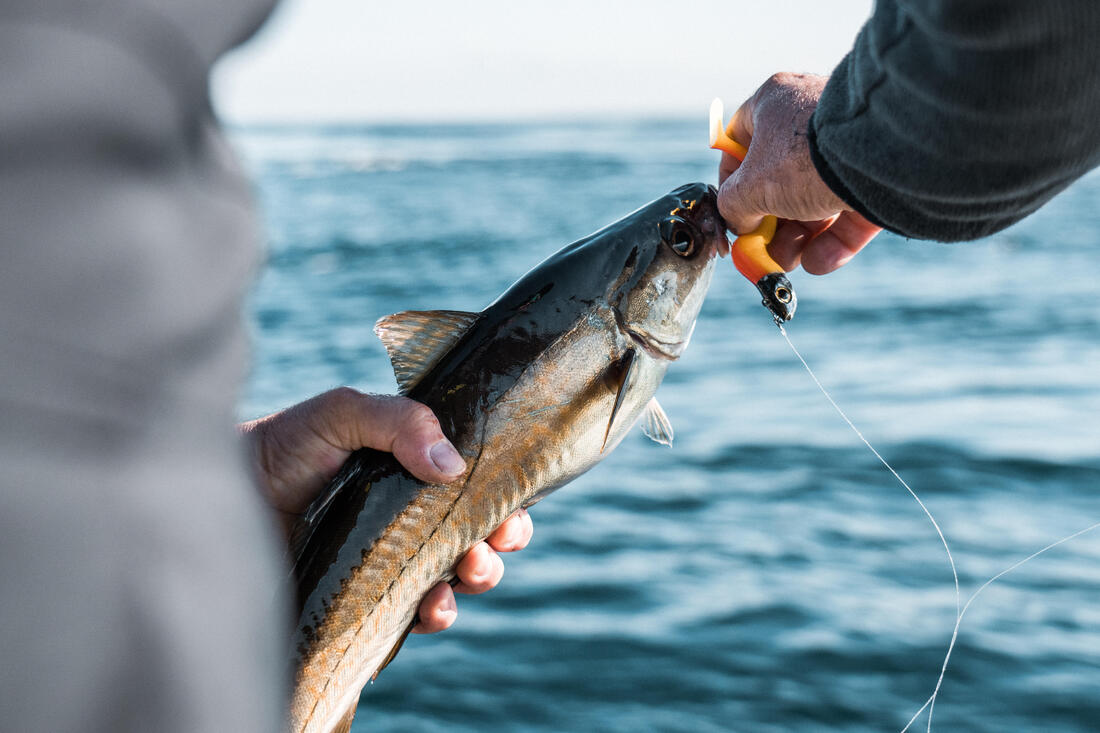 KIT leurres souples shad texan anchois ANCHO 120 12gr ayu en mer